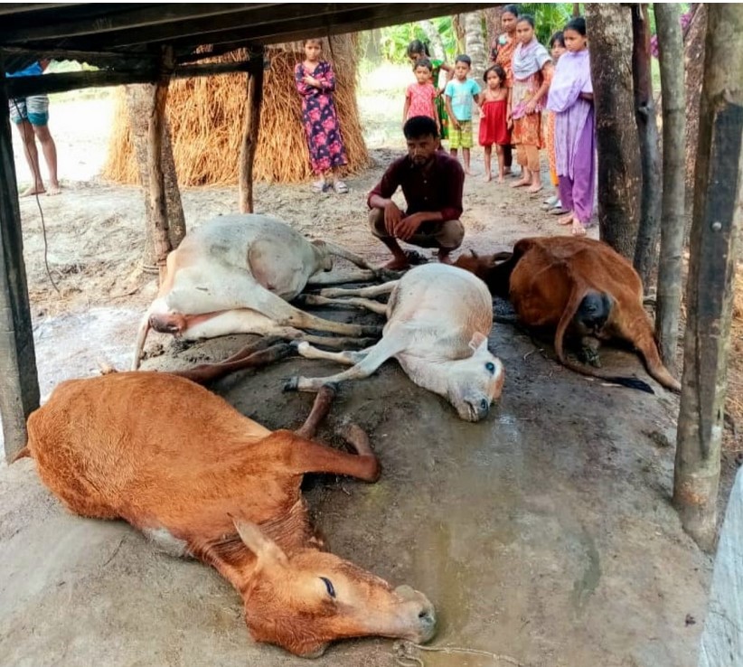 মনপুরায় বজ্রপাতে একই কৃষকের চার গরুসহ আট গরুর মৃত্যু